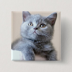 Gray British Shorthair Cat Vierkante Button 5,1 Cm