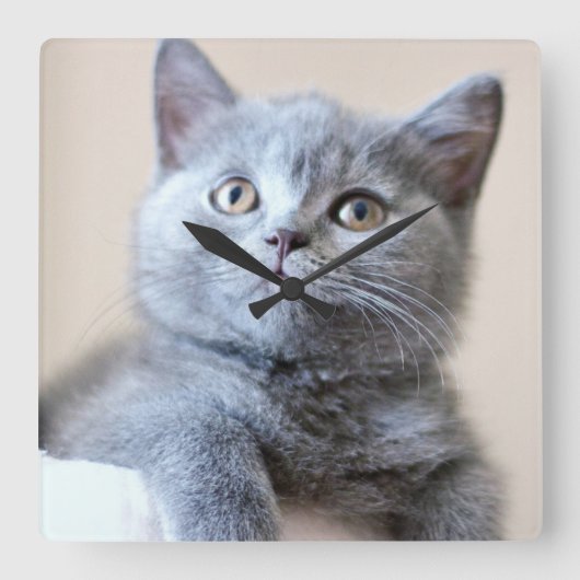 Gray British Shorthair Cat Vierkante Klok (Voorkant)