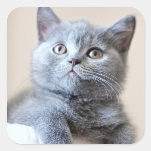 Gray British Shorthair Cat Vierkante Sticker (Voorkant)