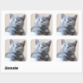Gray British Shorthair Cat Vierkante Sticker (Vel)