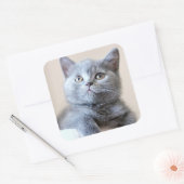 Gray British Shorthair Cat Vierkante Sticker (Envelop)