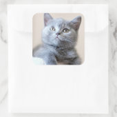 Gray British Shorthair Cat Vierkante Sticker (Tas)
