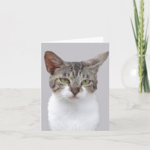 Gray Cat Foto gevouwen Note Kaart
