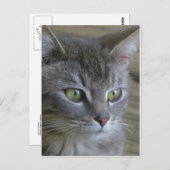 Gray Cat Portrait Briefkaart (Voorkant / Achterkant)