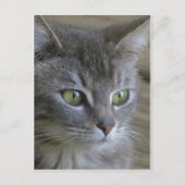 Gray Cat Portrait Briefkaart (Voorkant)