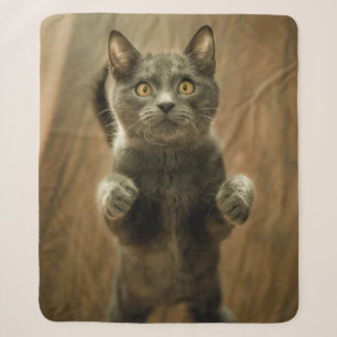 GRAY CAT STANDING IN TWEE FEET SHERPA DEKEN