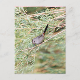 Gray Catbird Briefkaart
