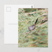 Gray Catbird Briefkaart (Voorkant / Achterkant)