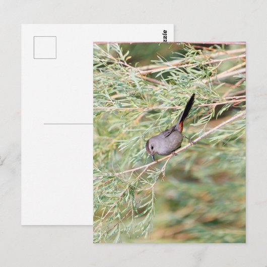 Gray Catbird Briefkaart (Voorkant / Achterkant)