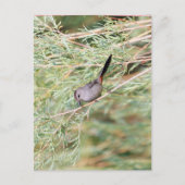 Gray Catbird Briefkaart (Voorkant)