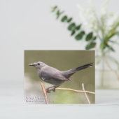 Gray Catbird Briefkaart (Staand voorkant)