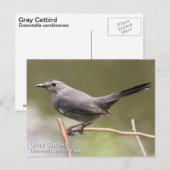 Gray Catbird Briefkaart (Voorkant / Achterkant)