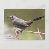 Gray Catbird Briefkaart (Voorkant)