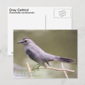 Gray Catbird Briefkaart (Voorkant / Achterkant)