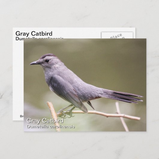 Gray Catbird Briefkaart (Voorkant / Achterkant)