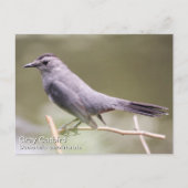 Gray Catbird Briefkaart (Voorkant)