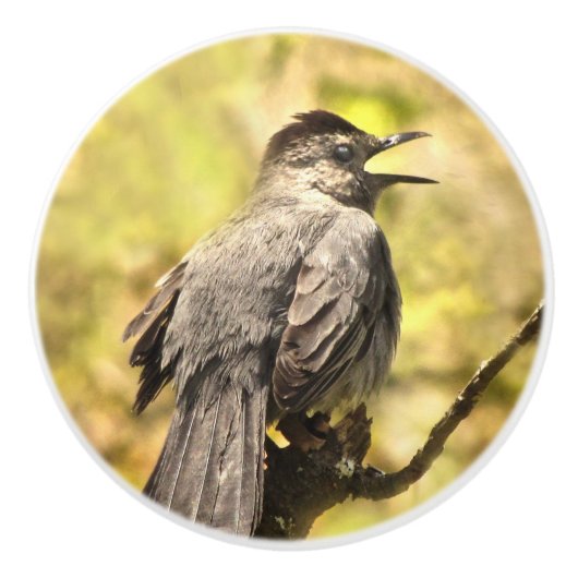 Gray Catbird Ceramic Knob. Keramische Knop (Voorkant)