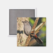 Gray Catbird Magnet (Voorkant / Achterkant)