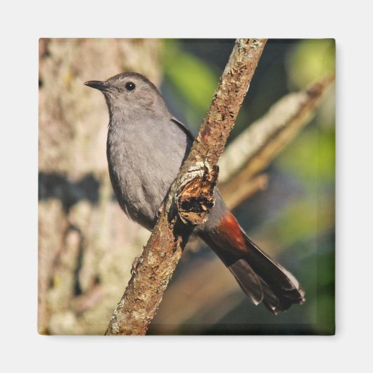 Gray Catbird Magnet (Voorkant)