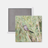 Gray Catbird Magnet (Voorkant / Achterkant)