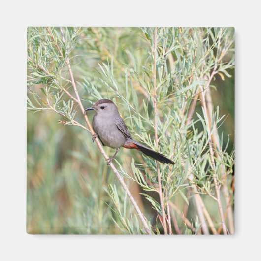 Gray Catbird Magnet (Voorkant)