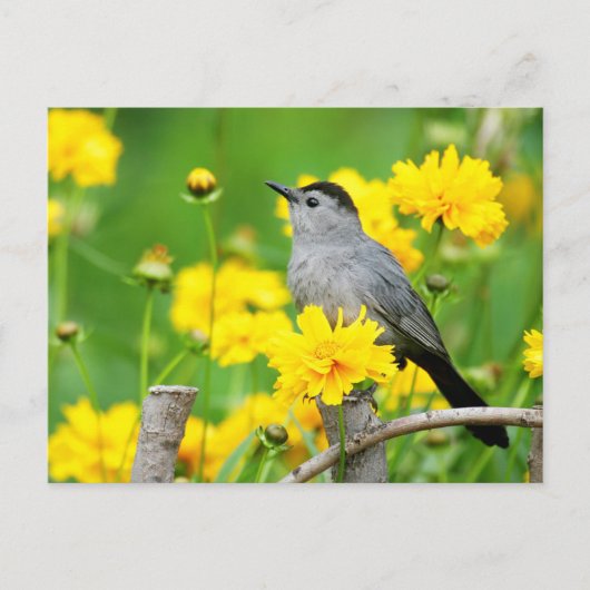 Gray Catbird on wooden fence Briefkaart (Voorkant)