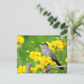 Gray Catbird on wooden fence Briefkaart (Staand voorkant)
