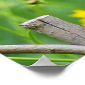 Gray Catbird on wooden fence Poster (Hoek)