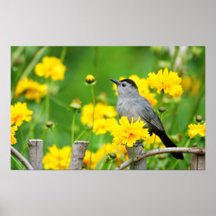 Gray Catbird on wooden fence Poster