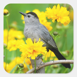 Gray Catbird on wooden fence Vierkante Sticker