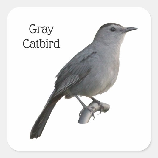 Gray Catbird Vierkante Sticker (Voorkant)