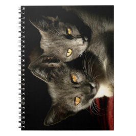 Gray Cats Photo Notitieboek (80 pagina's B&W)
