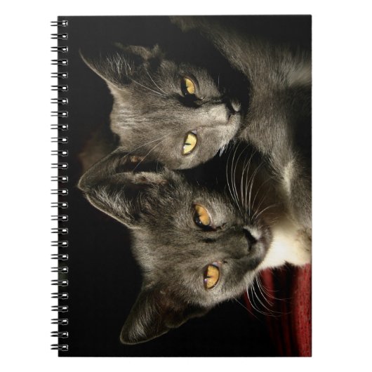 Gray Cats Photo Notitieboek (80 pagina's B&W) (Voorkant)