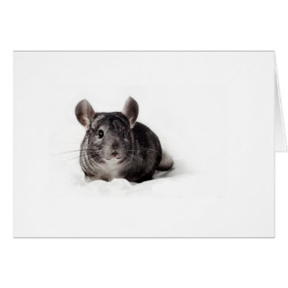 Gray Chinchilla Cute in Blanket