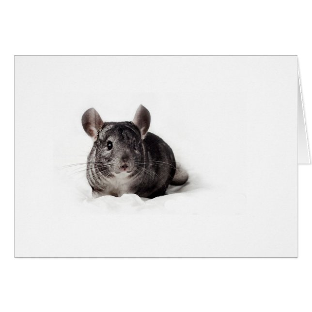 Gray Chinchilla Cute in Blanket (Voorkant Horizontaal)