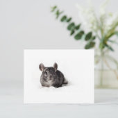Gray Chinchilla Cute in Blanket Briefkaart (Staand voorkant)