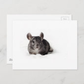 Gray Chinchilla Cute in Blanket Briefkaart (Voorkant / Achterkant)