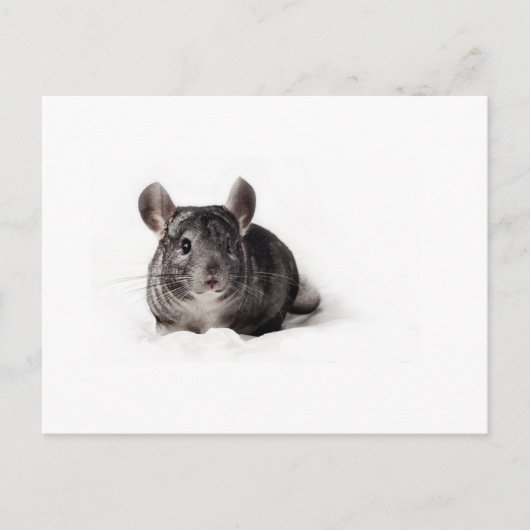 Gray Chinchilla Cute in Blanket Briefkaart (Voorkant)