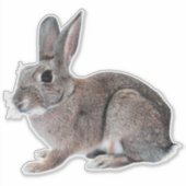 Gray Cottontail Rabbit Pet Bunny  Sticker (Voorkant)