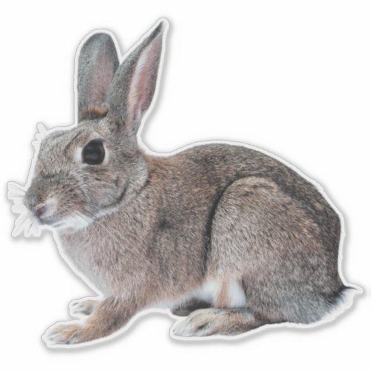 Gray Cottontail Rabbit Pet Bunny  Sticker (Voorkant)
