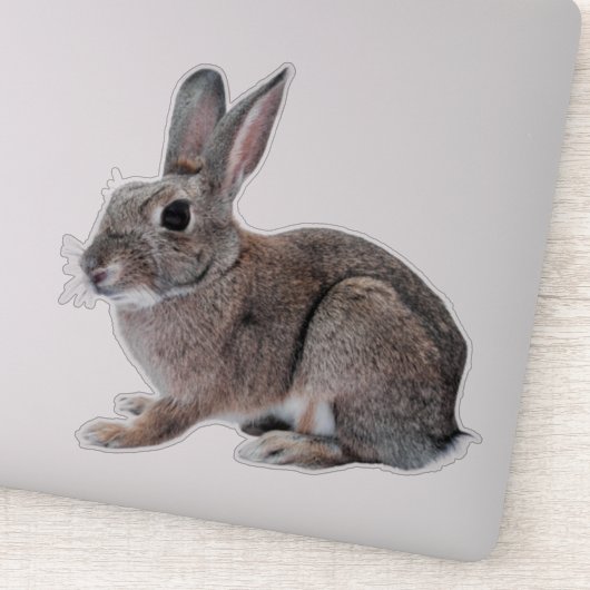 Gray Cottontail Rabbit Pet Bunny  Sticker (Detail)