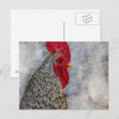 Gray Country Rooster Briefkaart (Voorkant / Achterkant)
