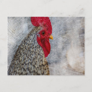 Gray Country Rooster Briefkaart