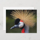 Gray Crowned Crane Briefkaart (Voorkant / Achterkant)