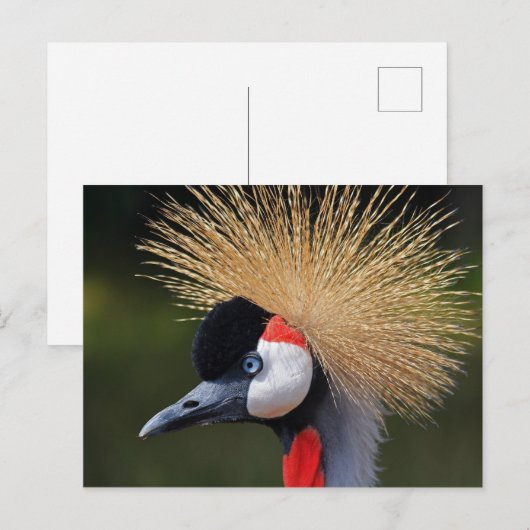 Gray Crowned Crane Briefkaart (Voorkant / Achterkant)