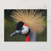 Gray Crowned Crane Briefkaart (Voorkant)