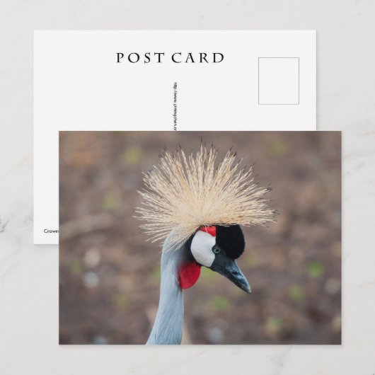Gray Crowned Crane Briefkaart (Voorkant / Achterkant)