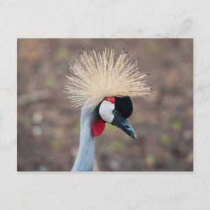 Gray Crowned Crane Briefkaart