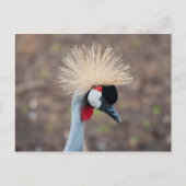 Gray Crowned Crane Briefkaart (Voorkant)