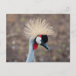 Gray Crowned Crane Briefkaart